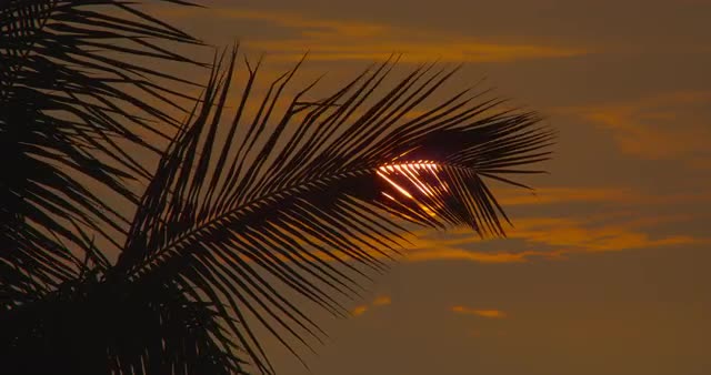 California Sunset with Palm Trees