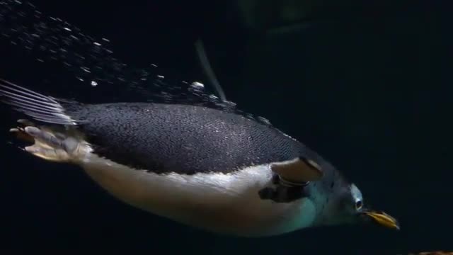 Gentoo penguin swimming underwater