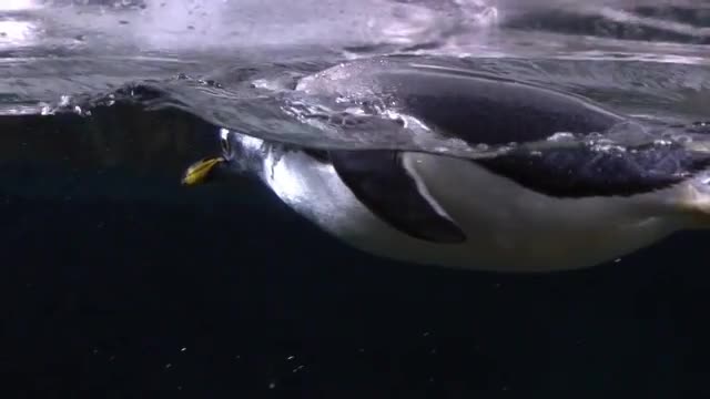 Gentoo Penguin swimming