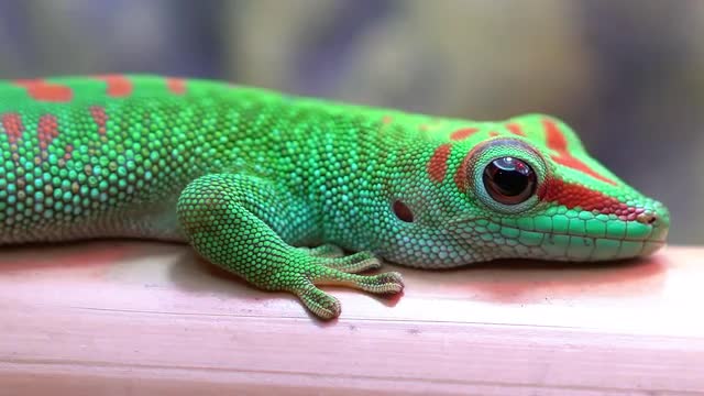 Macro view of Crimson Giant Day Gecko