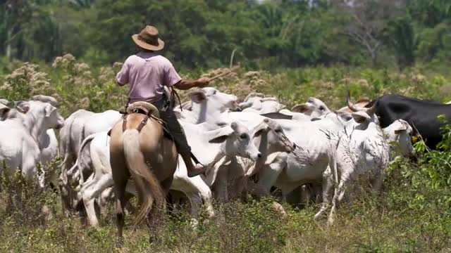Cowboy maneuvers his horse, 4k60