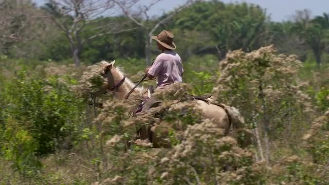 Cowboy maneuvers his horse, cattle present, 4k60