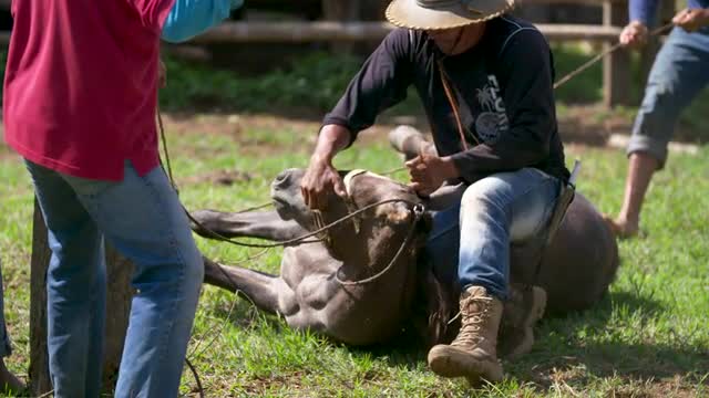 Cowboy pins horse head to ground, high speed
