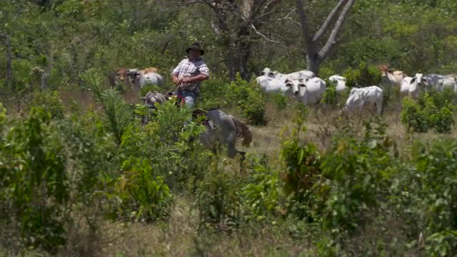 Cowboy rides fast through vegetation, cattle present, tele 4k60