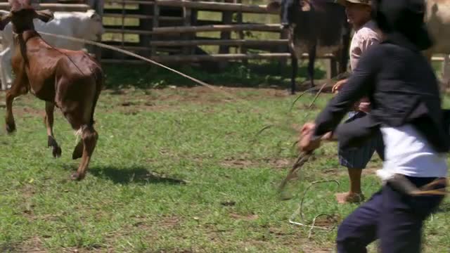 Cowboy struggles to hold on to brown calf by tail, 4k60