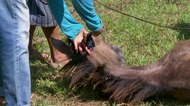 Cowboys apply medicine to horse ears, high speed