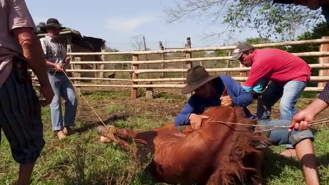 Horse struggles on grass, cowboys keep control, wide 60p