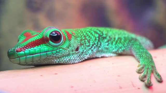 Crimson Giant Day Gecko shifting position on bamboo