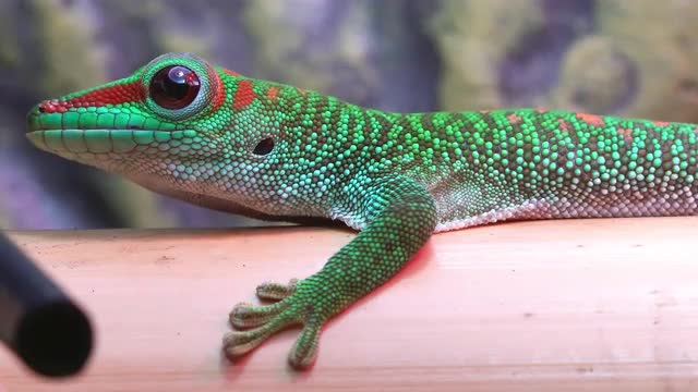 Crimson Giant Day Gecko slowly changing color