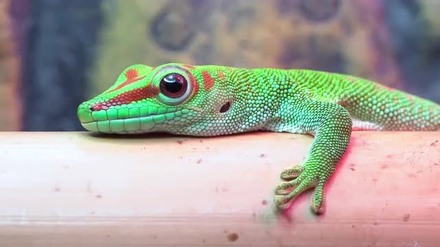 Crimson Giant Day Gecko lying on bamboo