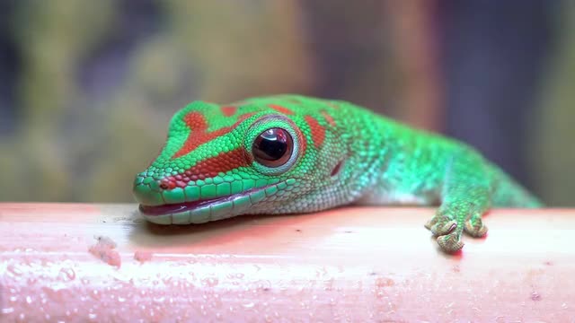 Macro of a Crimson Giant Day Gecko licking