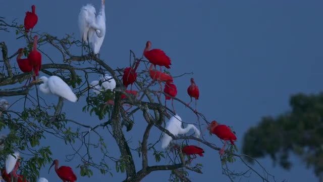 Scarlet ibis arriving at roost tree at dusk, real time