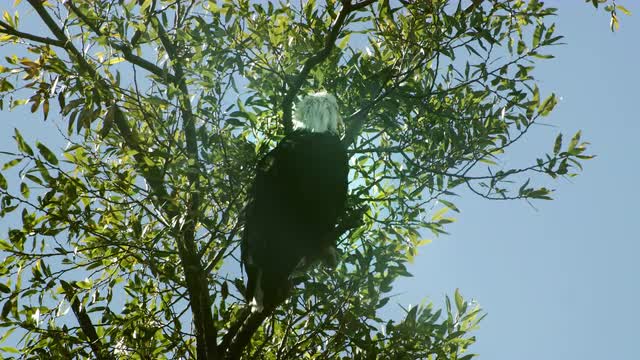 Eagles Perched on a Branch
