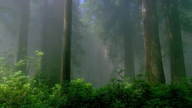 Surrounded by trees in the forest.