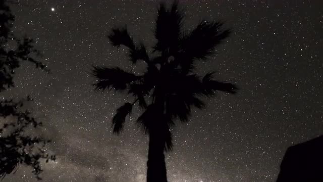 Nightlapse looking up at palm tree