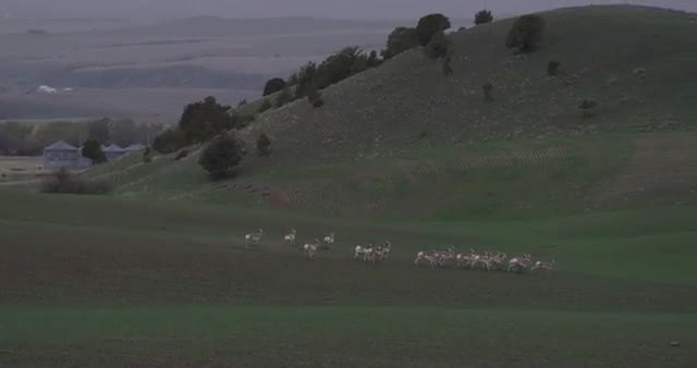 Open Space with Herd