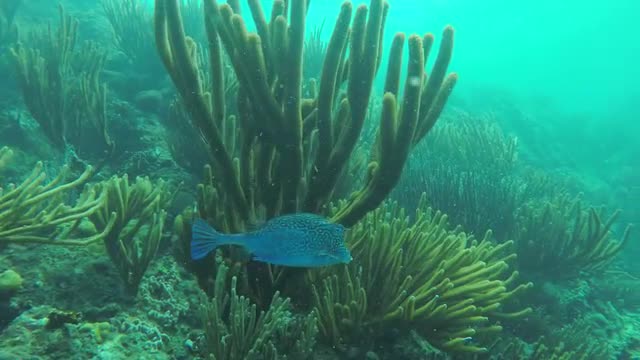 Blue boxfish swimming in soft coral
