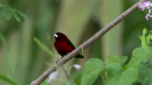 Crimson-backed tanager flies away_medium 4k60p.mov