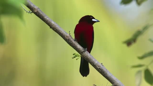 Crimson-backed tanager on perch_medium tight.mov