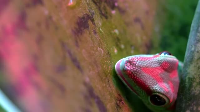 Crimson Giant Day Gecko licking plant