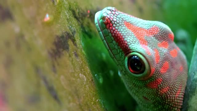 Macro of Crimson Giant Day Gecko licking