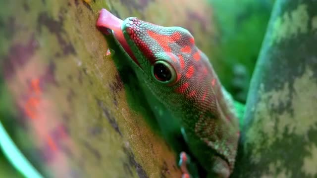 Crimson Giant Day Gecko licking leaf