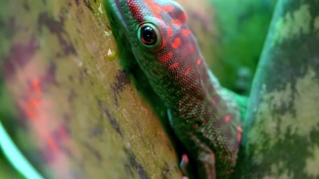 Crimson Giant Day Gecko licking leaf and hiding