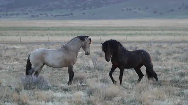 Two wild horses digging at the ground as they face each other