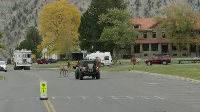 Elk walking through traffic