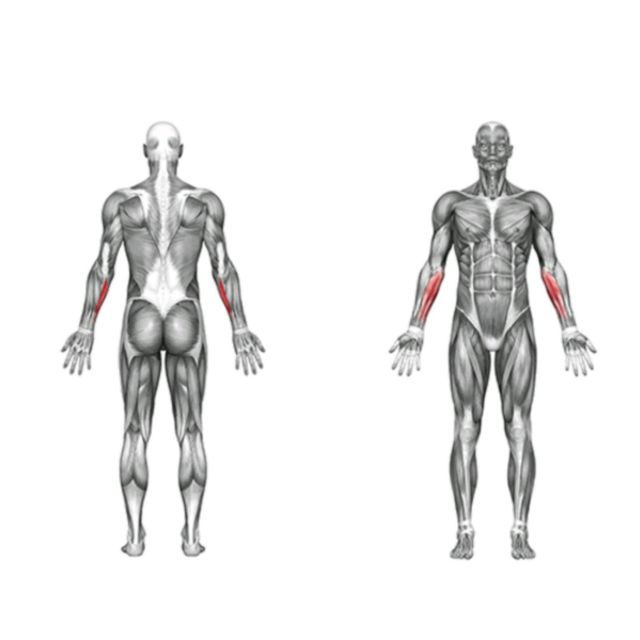 Forearms Wrist Curls Exercise Howto Skimble