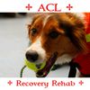 ACL-Miniscus