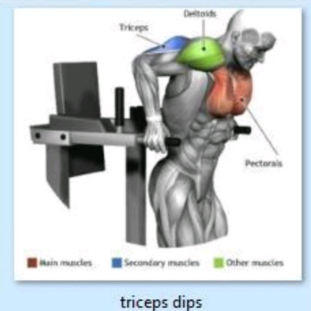 Triceps Dips by Ran P Exercise Howto Skimble Workout Trainer