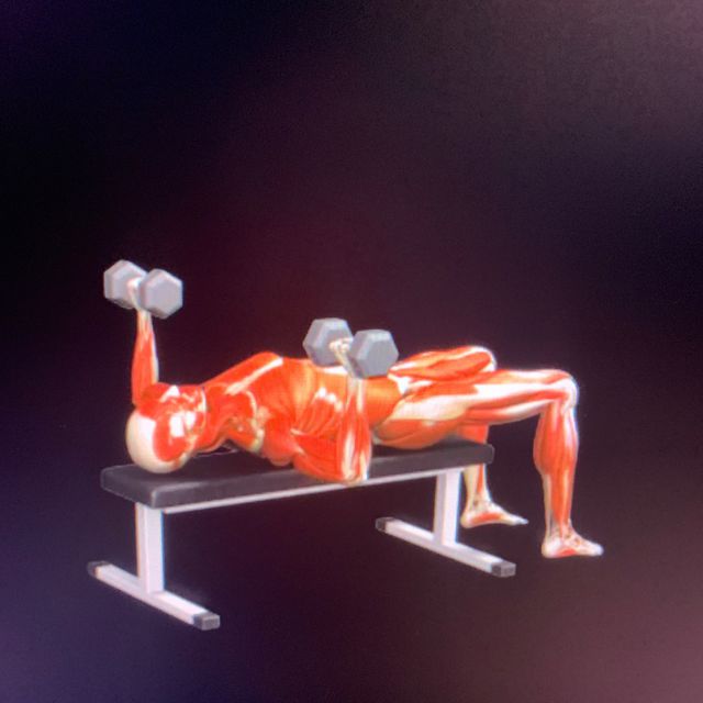 Bench Press Dumbbell Exercise Howto Skimble