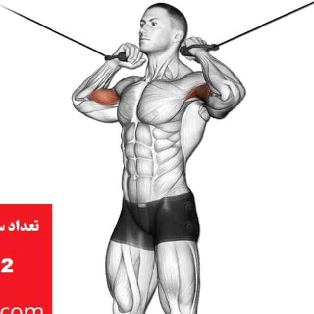 Cable Biceps by Leila Norouzi Exercise Howto Skimble
