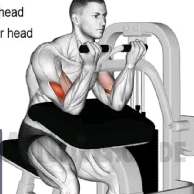 Machine Preacher Curls by David M. Exercise Howto Skimble