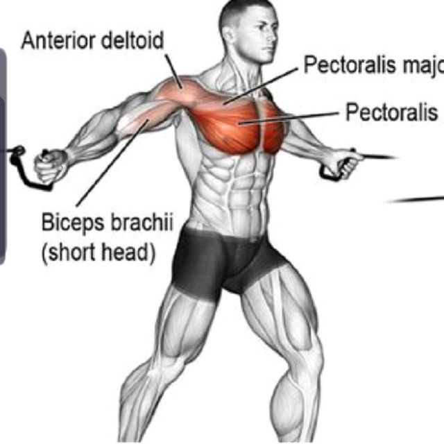Cable Flyes by David M. Exercise Howto Skimble