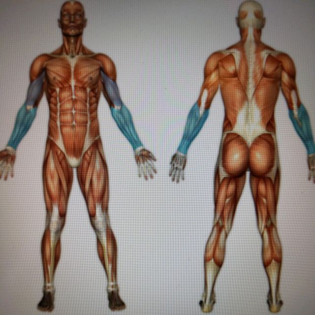 Dumbbell Wrist Twist by Yitao Liu Exercise Howto Skimble