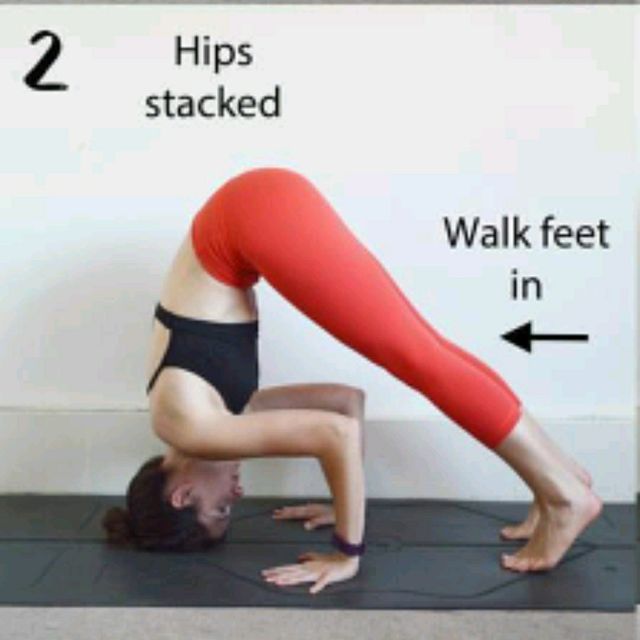 Tripod Dog Exercise Howto Workout Trainer by Skimble