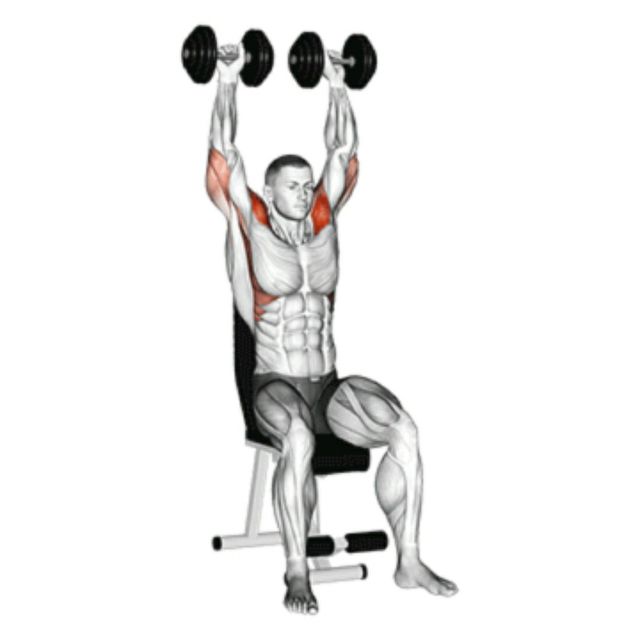 Arnold Press - Exercise How-to - Workout Trainer by Skimble