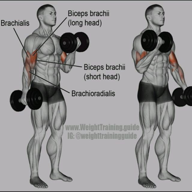 Dumbbell Bicep Curl Exercise Howto Workout Trainer by Skimble