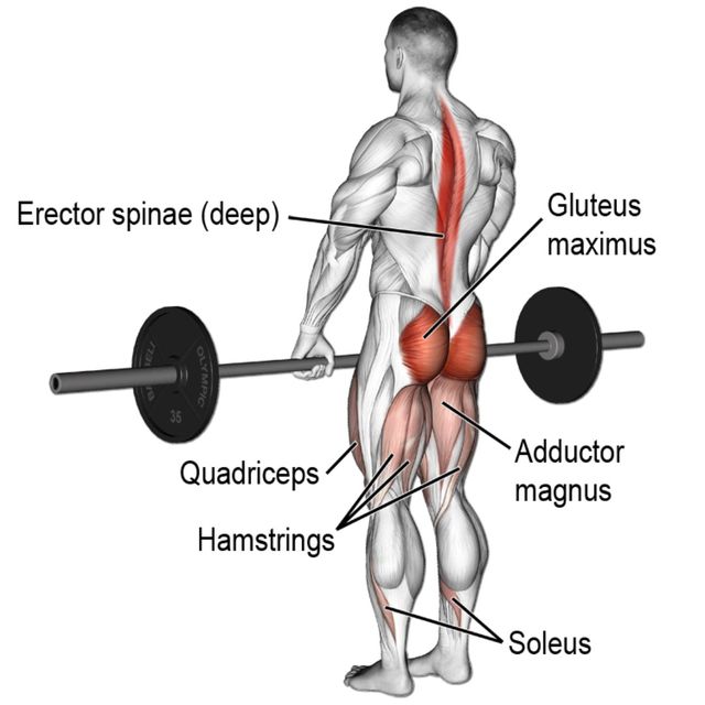 Barbell Romanian Deadlift Exercise How to Workout Trainer By Skimble Barbell Romanian Deadlift Exercise How to Workout Trainer By Skimble