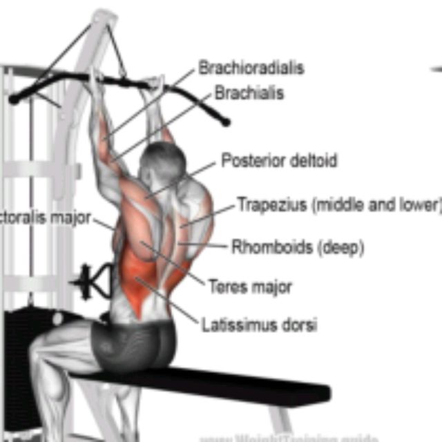 Reverse Narrow Grip Pulldowns Exercise Howto Workout Trainer by Skimble