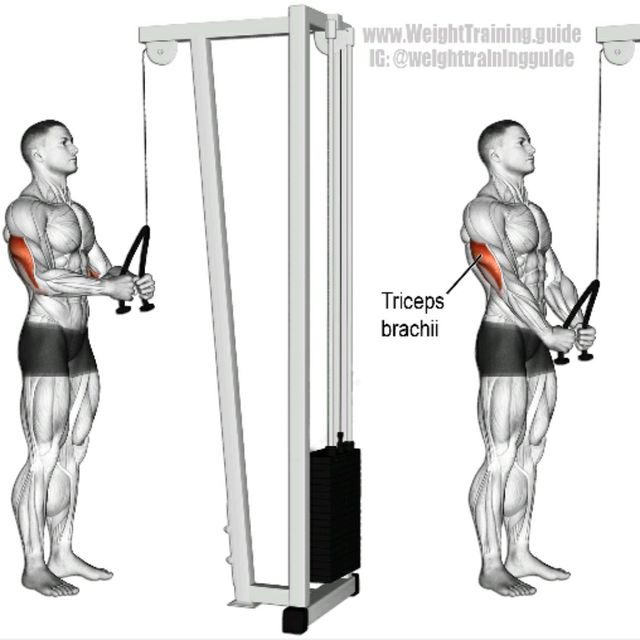 Rope Tricep Pushdown Exercise Howto Workout Trainer by Skimble