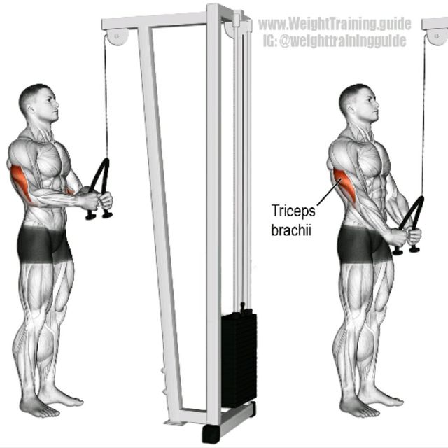 Tricep Rope Pull Up At Mia Rooke Blog