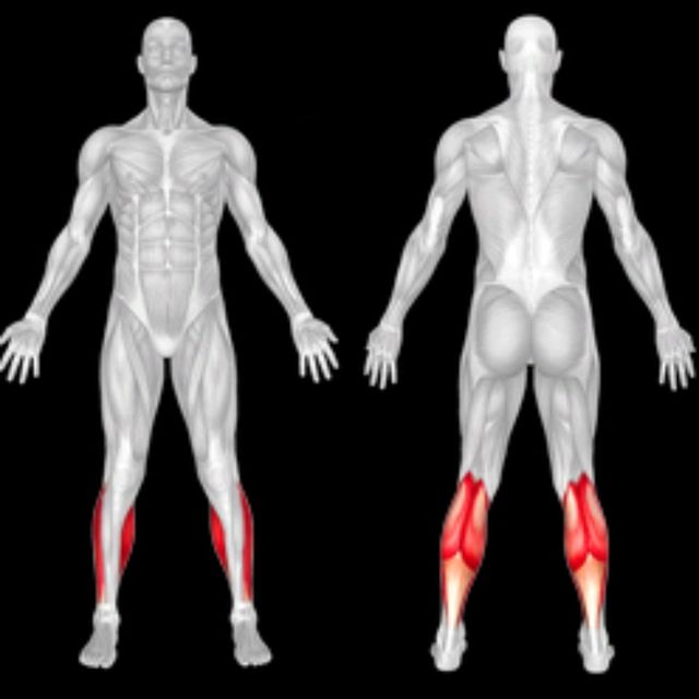 Gastrocnemius/Soleus (Inner) Seated Calf Raise by Klaus G. - Exercise ...