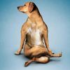 🐺TEAM WOLVERINE🐶🤎"𝑳𝑶𝑽𝑬  is a 4-legged word"February challenge☆ LEGS☆🐶🌟HS