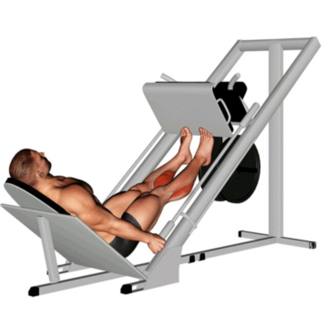 Calf Raises / Leg Press by David Exercise Howto Skimble