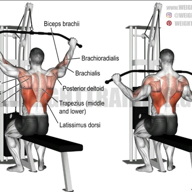 Wide Grip Pulldown Muscles Worked Neutral Grip Lat Pulldown Guide 