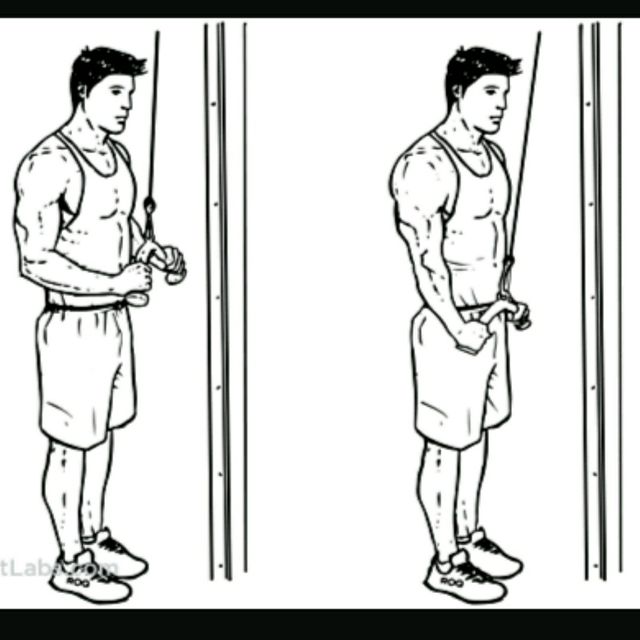 triceps cable push down by Samuel A. Exercise Howto Skimble