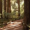 Henry Cowell Redwoods State Park, California, United States